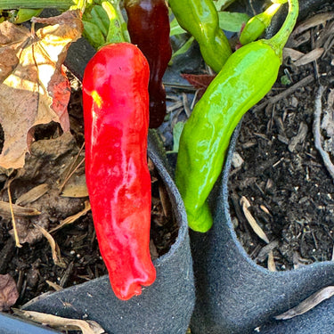 Shishito - Seeds - The Pepper Pantry (Formerly Marie Sharp's)